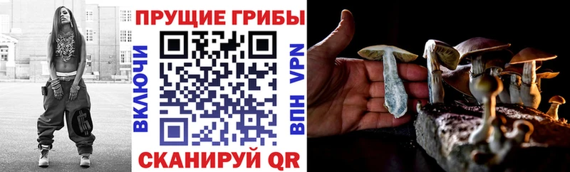 купить наркотики сайты  сайты даркнета телеграм  Галлюциногенные грибы Psilocybe  Приозерск 